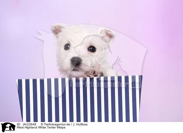 West Highland White Terrier Welpe / JH-23648