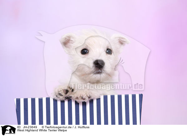 West Highland White Terrier Welpe / JH-23649