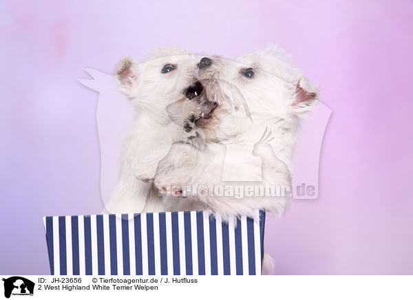 2 West Highland White Terrier Welpen / JH-23656
