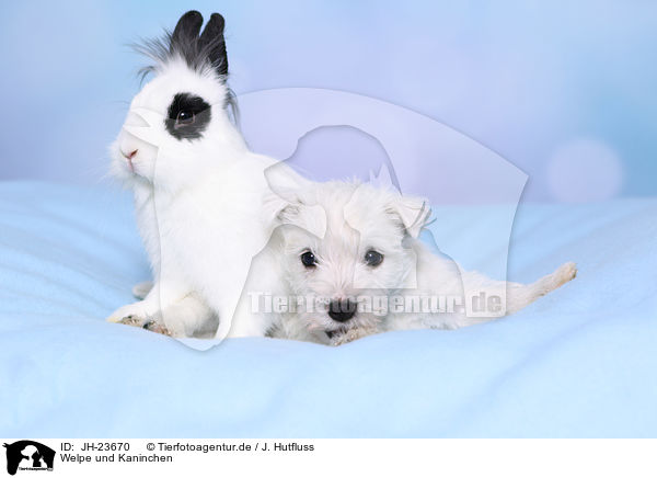 Welpe und Kaninchen / JH-23670