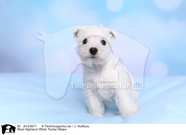 West Highland White Terrier Welpe / West Highland White Terrier Puppy / JH-23671