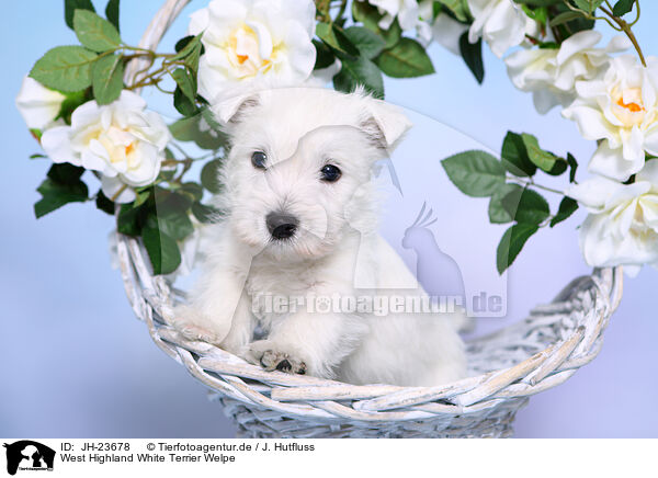 West Highland White Terrier Welpe / West Highland White Terrier Puppy / JH-23678