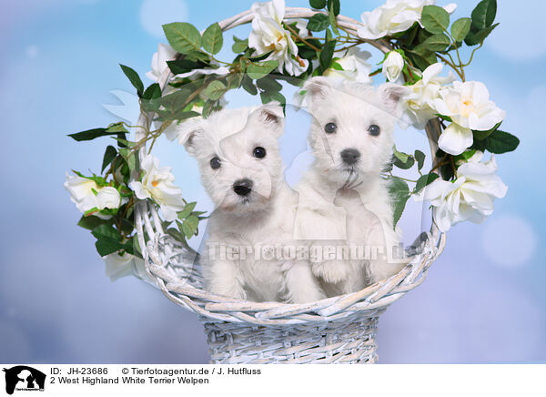 2 West Highland White Terrier Welpen / JH-23686
