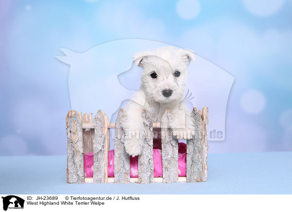 West Highland White Terrier Welpe / JH-23689