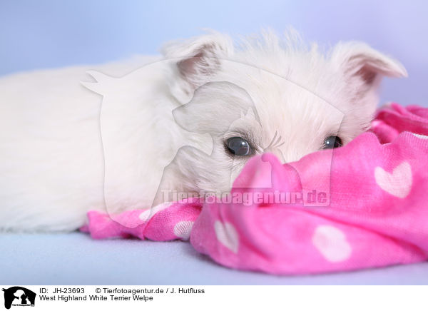 West Highland White Terrier Welpe / West Highland White Terrier Puppy / JH-23693