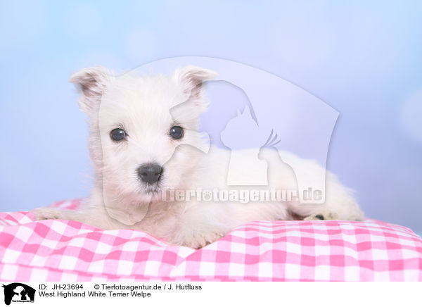 West Highland White Terrier Welpe / JH-23694