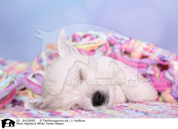 West Highland White Terrier Welpe / JH-23695