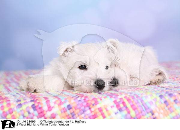 2 West Highland White Terrier Welpen / 2 West Highland White Terrier Puppies / JH-23699