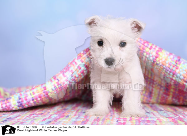 West Highland White Terrier Welpe / JH-23706