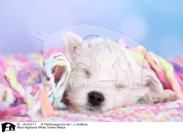 West Highland White Terrier Welpe / JH-23711