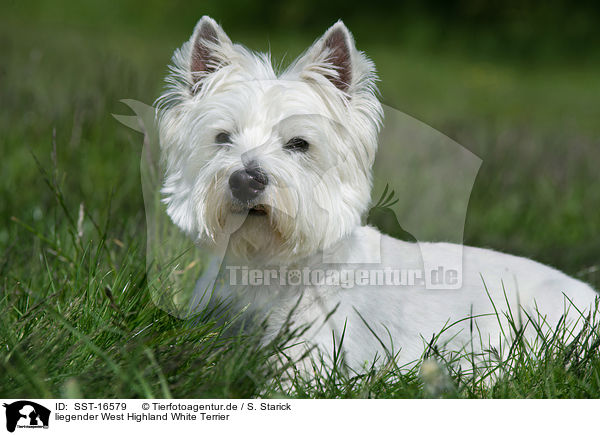 liegender West Highland White Terrier / lying West Highland White Terrier / SST-16579