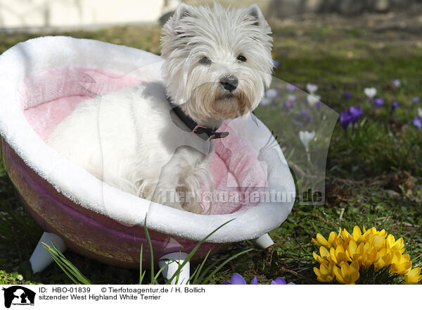 sitzender West Highland White Terrier / sitting West Highland White Terrier / HBO-01839