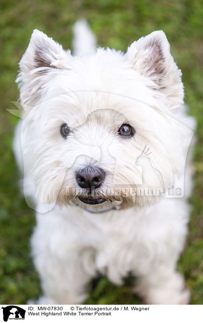 West Highland White Terrier Portrait / MW-07830