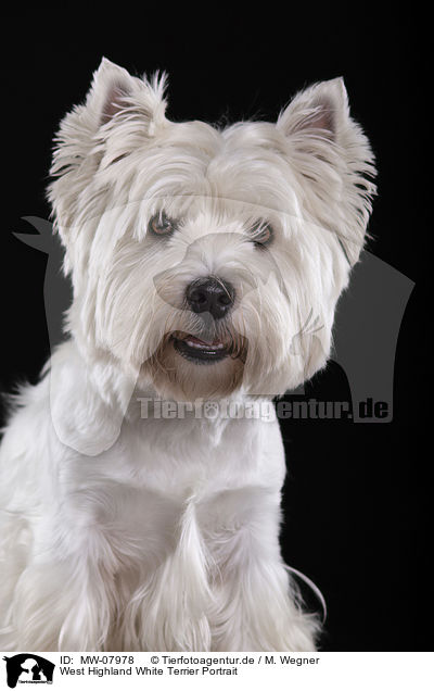 West Highland White Terrier Portrait / MW-07978