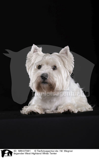 liegender West Highland White Terrier / lying West Highland White Terrier / MW-07981