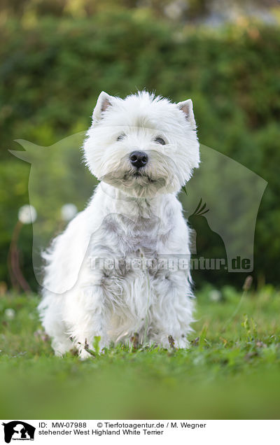 stehender West Highland White Terrier / standing West Highland White Terrier / MW-07988