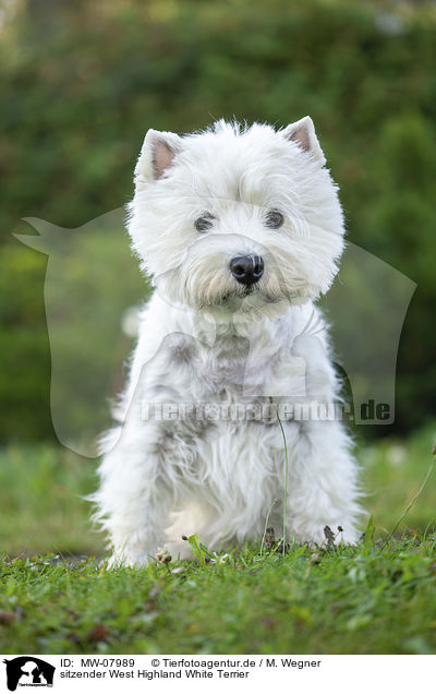 sitzender West Highland White Terrier / sitting West Highland White Terrier / MW-07989