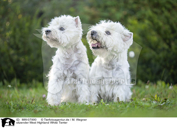 sitzender West Highland White Terrier / sitting West Highland White Terrier / MW-07990