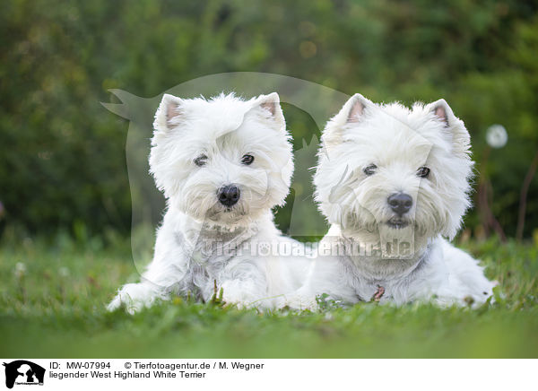liegender West Highland White Terrier / MW-07994