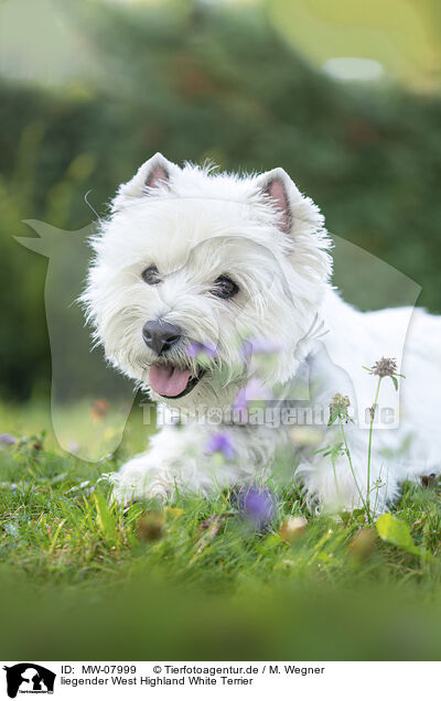 liegender West Highland White Terrier / MW-07999