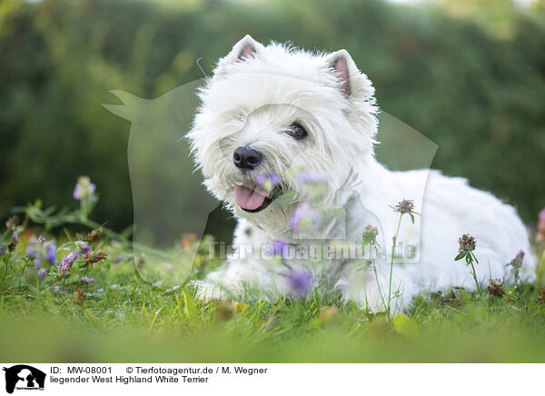 liegender West Highland White Terrier / MW-08001
