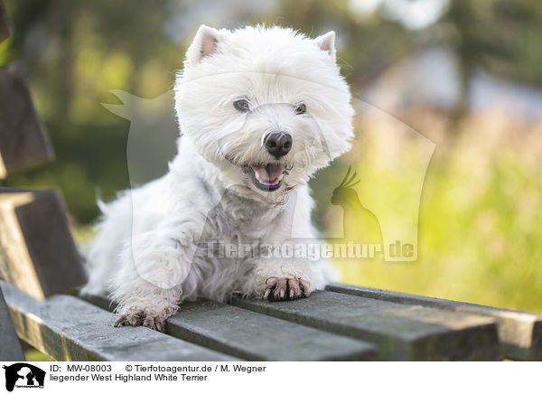 liegender West Highland White Terrier / lying West Highland White Terrier / MW-08003