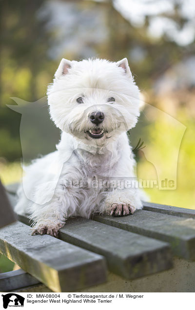 liegender West Highland White Terrier / MW-08004