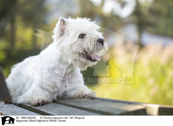 liegender West Highland White Terrier / lying West Highland White Terrier / MW-08008