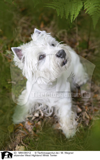 sitzender West Highland White Terrier / MW-08012