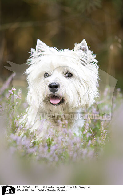 West Highland White Terrier Portrait / MW-08013