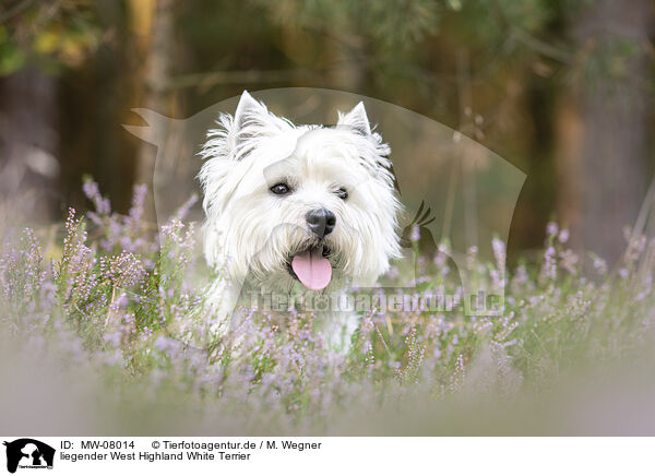 liegender West Highland White Terrier / MW-08014
