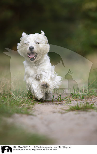 rennender West Highland White Terrier / MW-08017