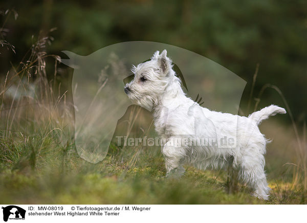 stehender West Highland White Terrier / MW-08019