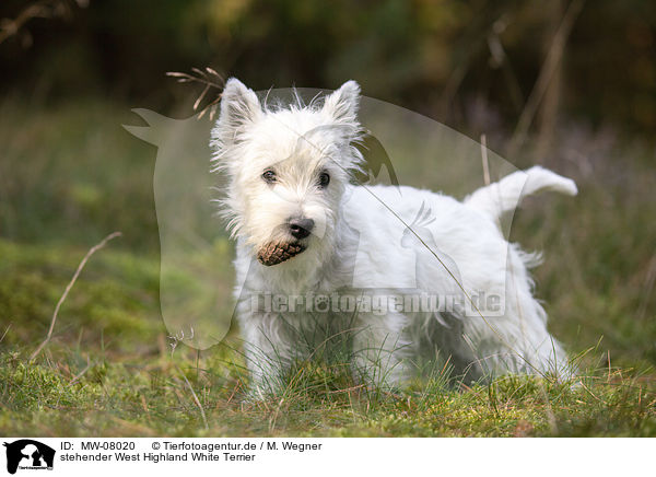 stehender West Highland White Terrier / MW-08020