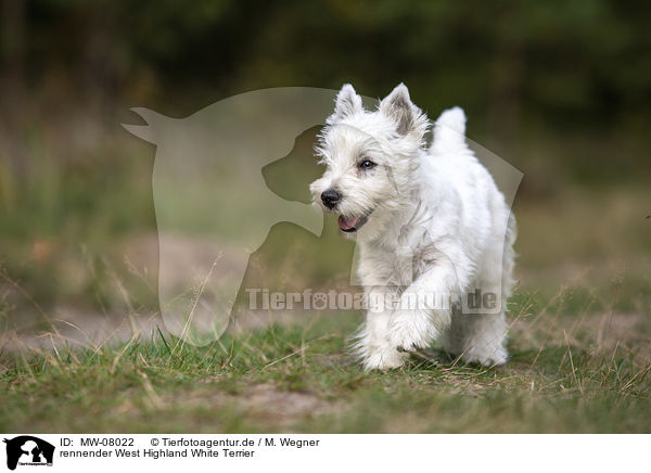 rennender West Highland White Terrier / MW-08022
