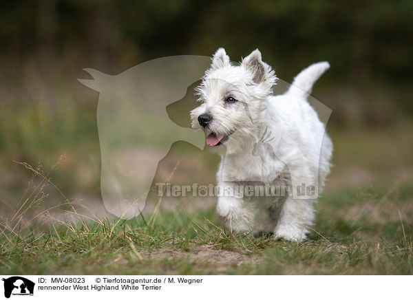 rennender West Highland White Terrier / MW-08023