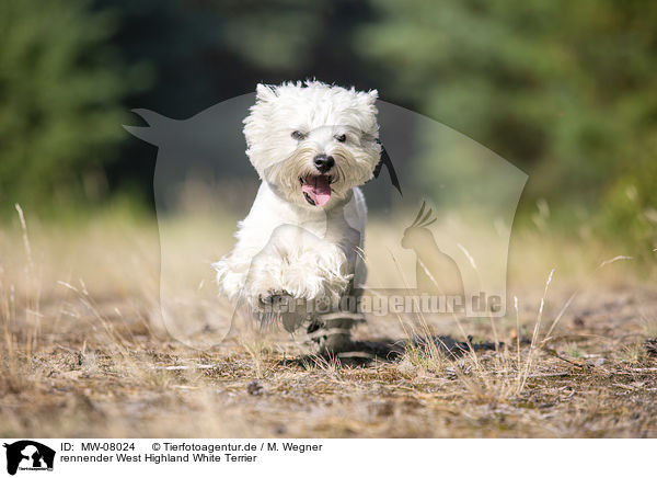 rennender West Highland White Terrier / MW-08024