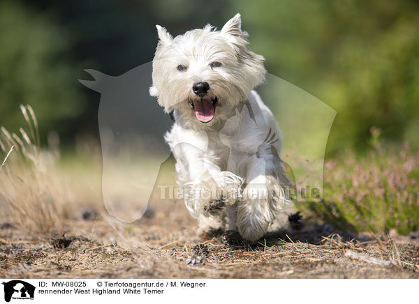 rennender West Highland White Terrier / MW-08025