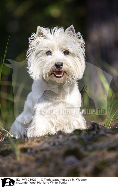sitzender West Highland White Terrier / MW-08026