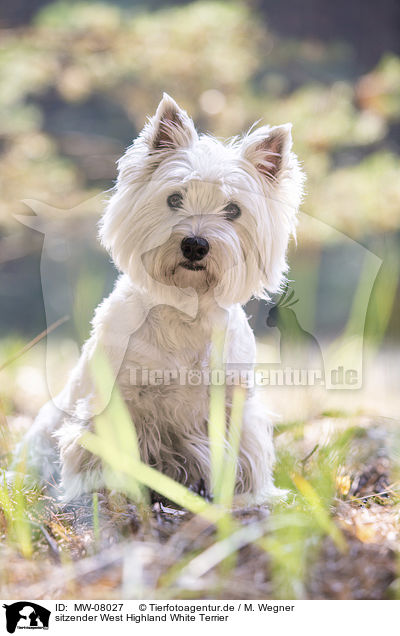 sitzender West Highland White Terrier / MW-08027