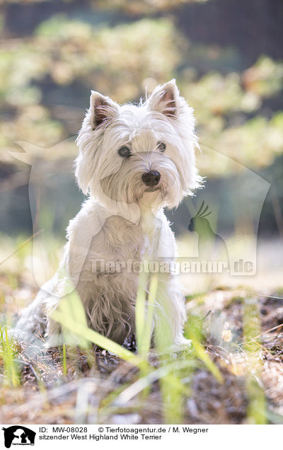sitzender West Highland White Terrier / MW-08028
