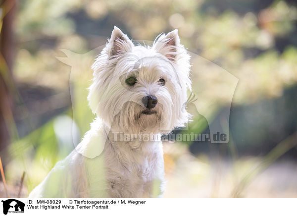 West Highland White Terrier Portrait / MW-08029