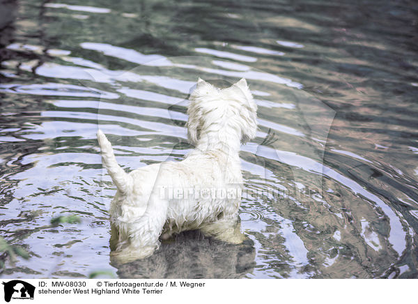 stehender West Highland White Terrier / MW-08030