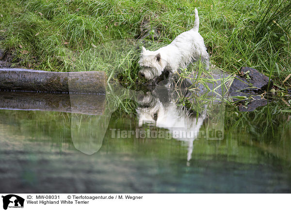 West Highland White Terrier / MW-08031