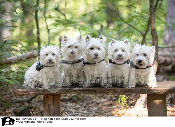 West Highland White Terrier / MW-08033