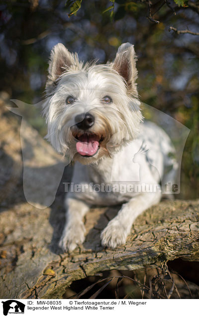 liegender West Highland White Terrier / lying West Highland White Terrier / MW-08035