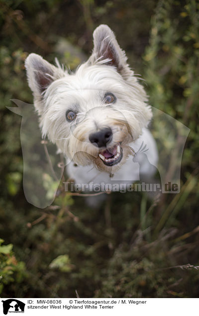 sitzender West Highland White Terrier / MW-08036