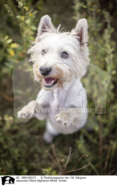sitzender West Highland White Terrier / MW-08037