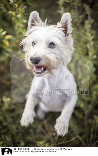 sitzender West Highland White Terrier / MW-08038