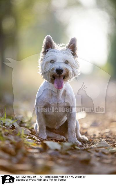 sitzender West Highland White Terrier / MW-08039